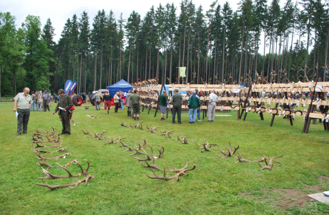 Lesnický den na Skelné Huti